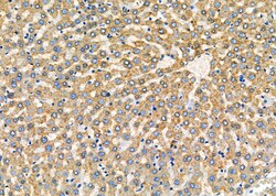 Invitrogen PUM1 Polyclonal Antibody 100 &mu;L; Unconjugated:Antibodies,