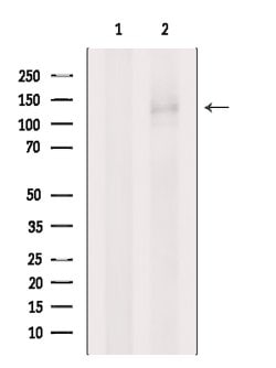 Invitrogen PUM1 Polyclonal Antibody 100 &mu;L; Unconjugated:Antibodies,