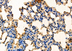 Invitrogen PHD1 Polyclonal Antibody 100 &mu;L; Unconjugated:Antibodies,