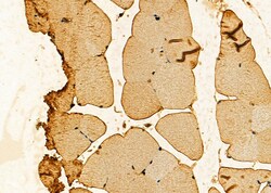 Invitrogen PHD1 Polyclonal Antibody 100 &mu;L; Unconjugated:Antibodies,