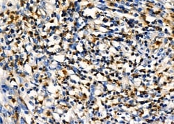 Invitrogen PIP Polyclonal Antibody 100 &mu;L; Unconjugated:Antibodies,