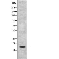Invitrogen PIP Polyclonal Antibody 100 &mu;L; Unconjugated:Antibodies,