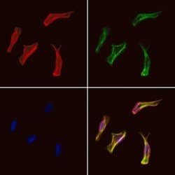 Invitrogen EHD1 Polyclonal Antibody 100 &mu;L; Unconjugated:Antibodies,