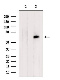 Invitrogen EHD1 Polyclonal Antibody 100 &mu;L; Unconjugated:Antibodies,