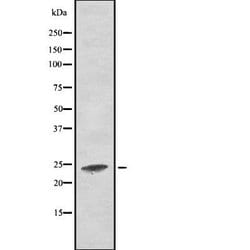 Invitrogen RALA Polyclonal Antibody 100 &mu;L; Unconjugated:Antikörper