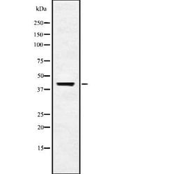 Invitrogen USP18 Polyclonal Antibody 100 &mu;L; Unconjugated:Antibodies,