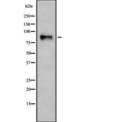 Invitrogen Integrin beta 7 Polyclonal Antibody 100 &mu;L; Unconjugated:Antibodies,
