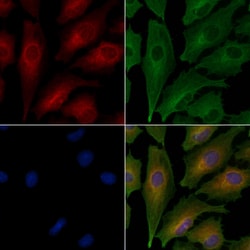 Invitrogen CLSTN1 Polyclonal Antibody 100 &mu;L | Buy Online | Invitrogen&trade; | Fisher Scientific