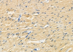 Invitrogen PTP4A2 Polyclonal Antibody 100 &mu;L; Unconjugated:Antibodies,