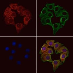 CD3g Polyclonal Antibody:Antibodies, Polyclonal