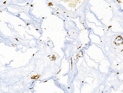 CD3g Polyclonal Antibody:Antibodies, Polyclonal