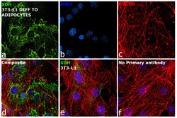 Invitrogen XDH Polyclonal Antibody 100 &mu;L; Unconjugated:Antibodies,