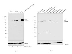 Invitrogen XDH Polyclonal Antibody 100 &mu;L; Unconjugated:Antibodies,