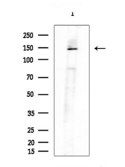 Invitrogen XDH Polyclonal Antibody 100 &mu;L; Unconjugated:Antibodies,