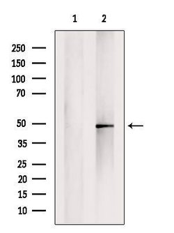 Invitrogen Kir2.1 (KCNJ2) Polyclonal Antibody 100 &mu;L; Unconjugated:Anticorps,