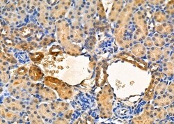 Invitrogen Renalase Polyclonal Antibody 100 &mu;L; Unconjugated:Antibodies,