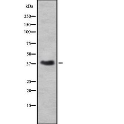 Invitrogen Renalase Polyclonal Antibody 100 &mu;L; Unconjugated:Antibodies,