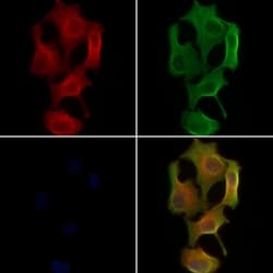 Invitrogen PTS Polyclonal Antibody 100 &mu;L; Unconjugated:Antibodies,