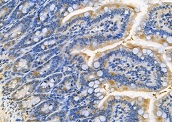 Invitrogen SEP15 Polyclonal Antibody 100 &mu;L; Unconjugated:Antibodies,