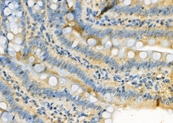 Invitrogen SEP15 Polyclonal Antibody 100 &mu;L; Unconjugated:Antibodies,