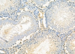 Invitrogen SEP15 Polyclonal Antibody 100 &mu;L; Unconjugated:Antibodies,