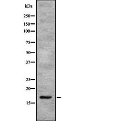 Invitrogen SEP15 Polyclonal Antibody 100 &mu;L; Unconjugated:Antibodies,