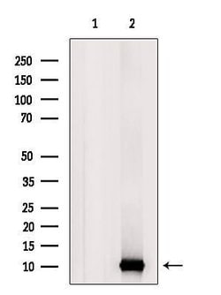 Invitrogen UFM1 Polyclonal Antibody 100 &mu;L | Buy Online | Invitrogen&trade; | Fisher Scientific