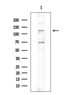 Invitrogen XPO4 Polyclonal Antibody 100 &mu;L | Buy Online | Invitrogen&trade; | Fisher Scientific