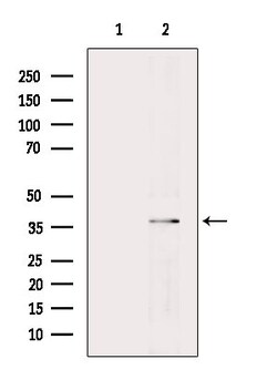 UCH37 Polyclonal Antibody, Invitrogen 100 &mu;L; Unconjugated:Antibodies,