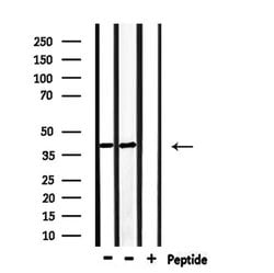 Invitrogen p39 Polyclonal Antibody 100 &mu;L; Unconjugated:Antibodies,