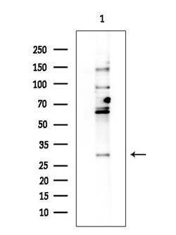 Invitrogen TAF9B Polyclonal Antibody 100 &mu;L; Unconjugated:Antibodies,