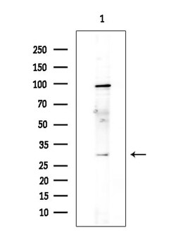 Invitrogen TAF9B Polyclonal Antibody 100 &mu;L; Unconjugated:Antibodies,