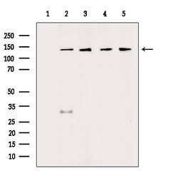 Invitrogen HDLBP Polyclonal Antibody 100 &mu;L | Buy Online | Invitrogen&trade; | Fisher Scientific
