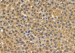 Invitrogen PAM Polyclonal Antibody 100 &mu;L | Buy Online | Invitrogen&trade; | Fisher Scientific