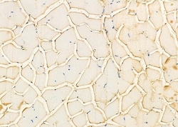 Invitrogen GFPT1 Polyclonal Antibody 100 &mu;L; Unconjugated:Antibodies,