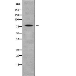 Invitrogen GFPT1 Polyclonal Antibody 100 &mu;L; Unconjugated:Antibodies,