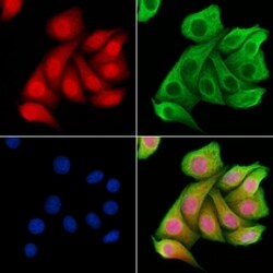 Invitrogen COPS8 Polyclonal Antibody 100 &mu;L; Unconjugated:Antibodies,