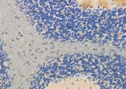 Invitrogen COPS8 Polyclonal Antibody 100 &mu;L; Unconjugated:Antibodies,