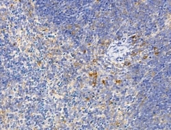 Invitrogen TRAM2 Polyclonal Antibody 100 &mu;L | Buy Online | Invitrogen&trade; | Fisher Scientific