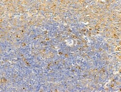 Invitrogen TRAM2 Polyclonal Antibody 100 &mu;L | Buy Online | Invitrogen&trade; | Fisher Scientific