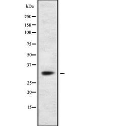 Invitrogen TRAP alpha Polyclonal Antibody 100 &mu;L; Unconjugated:Antibodies,
