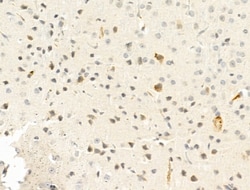 Invitrogen Factor V Polyclonal Antibody 100 &mu;L; Unconjugated:Antibodies,