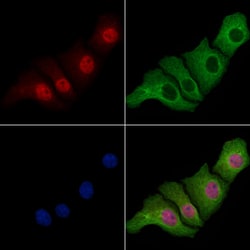 Invitrogen CDX4 Polyclonal Antibody 100 &mu;L; Unconjugated:Antibodies,