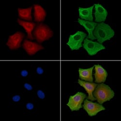 Invitrogen KAP3 Polyclonal Antibody 100 &mu;L; Unconjugated:Antibodies,
