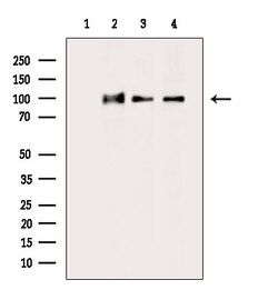 Invitrogen KAP3 Polyclonal Antibody 100 &mu;L; Unconjugated:Antibodies,