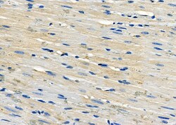 Invitrogen MYL4 Polyclonal Antibody 100 &mu;L; Unconjugated:Antibodies,