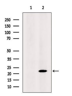 Invitrogen MYL4 Polyclonal Antibody 100 &mu;L; Unconjugated:Antibodies,