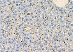 Invitrogen GDF3 Polyclonal Antibody 100 &mu;L; Unconjugated:Antibodies,