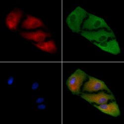 Invitrogen LEFTY2 Polyclonal Antibody 100 &mu;L; Unconjugated:Antibodies,