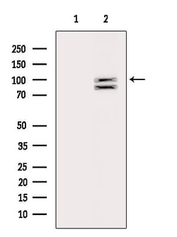 ARTS1 Polyclonal Antibody:Antibodies, Polyclonal